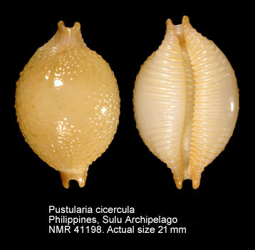 Pustularia cicercula.jpg - Pustularia cicercula(Linnaeus,1758)